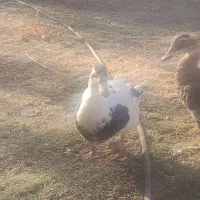 فروش یک جفت اردک زیباوشاداب