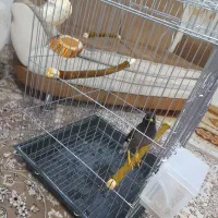 مرغ مینام رفته|حیوانات|ملارد, |دیوار