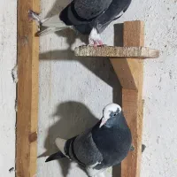 کبوتر پرشی نر ماده گرگی ابلغ|پرنده|بابل, |دیوار