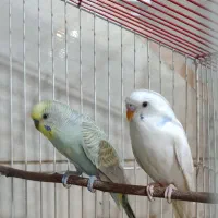 فروش۲عددمرغ عشق زیبا و خوش رنگ