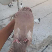 کبوتر سینه‌ای|پرنده|اهواز, علی آباد|دیوار