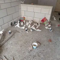 کبوتر طوقی.|پرنده|خمینیشهر, |دیوار