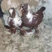 ککلی کلفه دوبر