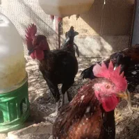 خروس گردن لخت|حیوانات مزرعه|خاش, |دیوار