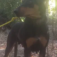 سگ دوبر من|سگ|چهاردانگه (تهران), |دیوار