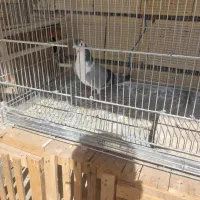 نر دمگیر گچی