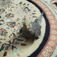 طوطی عروس هلندی|پرنده|رودهن, |دیوار