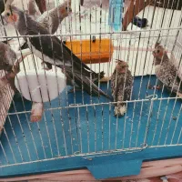 عروس هلندی