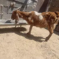 بز دورگه|حیوانات مزرعه|تربت جام, کشتارگاه|دیوار