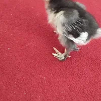 جوجه محلی|حیوانات مزرعه|شبانکاره, |دیوار