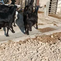 بز محلی|حیوانات مزرعه|بهبهان, |دیوار