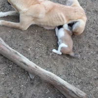سگ ماده با توله ماده