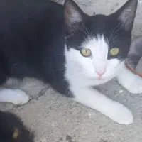 دوتا گربه نرو ماده بسیار اروم و دستی