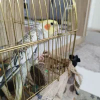 عروس هلندی نر سخنگو|پرنده|قرچک, پویینک|دیوار