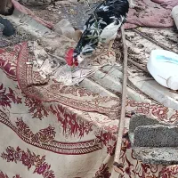 ۳ عدد خروس گلین اصل همشون میخونن|حیوانات مزرعه|رستمآباد, |دیوار