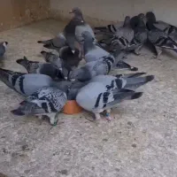 پرنده