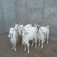 دام سبک بز و بزغاله