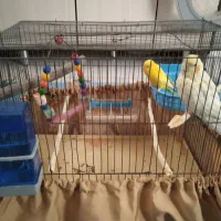 عروس هلندی ماده|پرنده|کهریزک, |دیوار