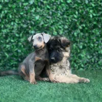 سگ ژرمن و دوبرمن