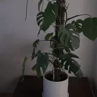 گل برگ انجیری پر برگ