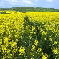 کلزای طلایی با کود کروا