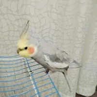 عروس هلندی نر