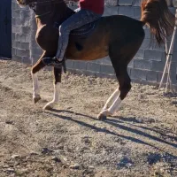 اسب نریون کره شاهزاده سین