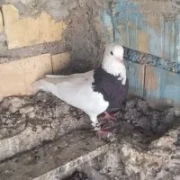 پرنده. طوقی|پرنده|خرمشهر, |دیوار