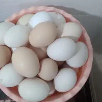 ۴۰ عدد تخم مرغ محلی