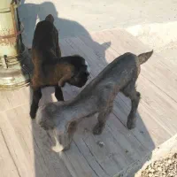 کهره شیری|حیوانات مزرعه|مرودشت, دولت آباد|دیوار