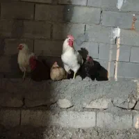 خروس  ۵ ماه|حیوانات مزرعه|جوانرود, |دیوار