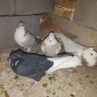 اشعل|پرنده|شوشتر, |دیوار