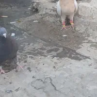 زرد هفرنگ ماده