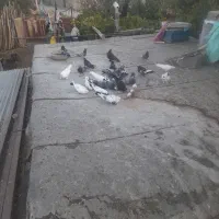 کبوتر|پرنده|بروجن, |دیوار