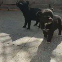 توله سگ قدرجونی