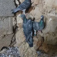 کبوتر|پرنده|نورآباد ممسنی, |دیوار