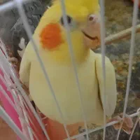 عروس گم کردم