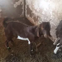 کره نر رشتی