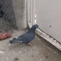 زاغ ماده|پرنده|سردشت, |دیوار