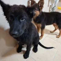 سگ ژرمن|سگ|کاشان, شهرک فرهنگیان|دیوار