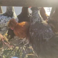 مرغ و خروس نیمچه بالغ گلپایگان|حیوانات مزرعه|خرمآباد (تنکابن), |دیوار