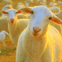 کشتار زنده گوشتی دام ** 24ساعته** گوسفند