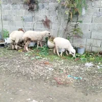 ۳عددگوسفند|حیوانات مزرعه|ماسال, |دیوار