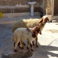 گوسفند|حیوانات مزرعه|اهواز, منازل کارون|دیوار