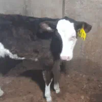 گاو شیری سیمنتال یا گوساله سیمنتال