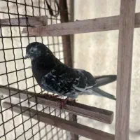 کفتر سرور آس