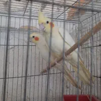 عروس هلندی سخنگو روتخم وجوجه
