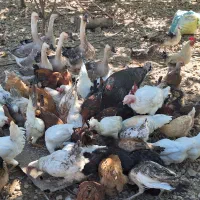 مرغ و خروس قوغاز بوقلمون|حیوانات مزرعه|سیسخت, |دیوار