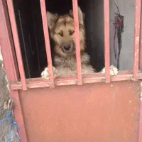 سگ ژرمن شولاین هیولا