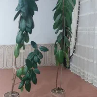 درختچه فیکوس